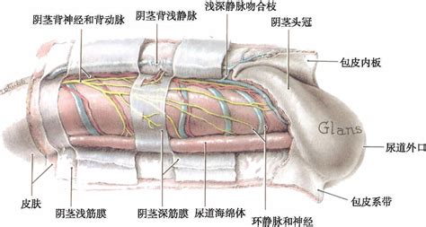 男性阴茎|男性生殖系统结构